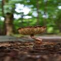 Mushroom in Tennessee